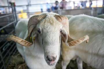 Más de 900 animales en la Feria de Ganado de Gran Canaria (Foto TA)